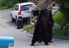Youtube: Espectacular pelea de osos negros en EEUU