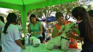 Surquillo reapertura veterinaria municipal con mega campaña gratuita