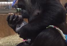 Esta mamá gorila ha dejado enternecidos a todos en YouTube por ser tan cariñosa con su bebé | VIDEO