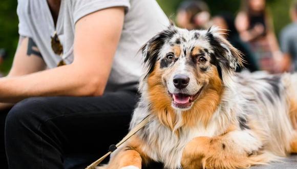 Día Mundial del Perro: cinco cuentas en Instagram que todo doglover debe seguir. (Foto: The Dogist)