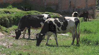 SNI: La industria láctea está comprometida con los ganaderos y los consumidores