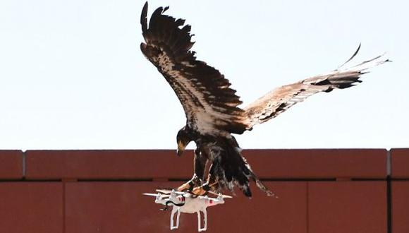 Policía holandesa utilizará águilas para capturar drones