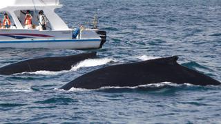 “Susurrador de ballenas”: iniciativa para proteger a cetáceos