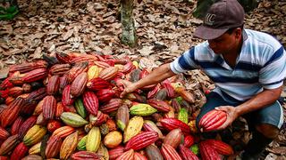 Exportaciones de cacao peruano serían afectadas por regulación de Unión Europea