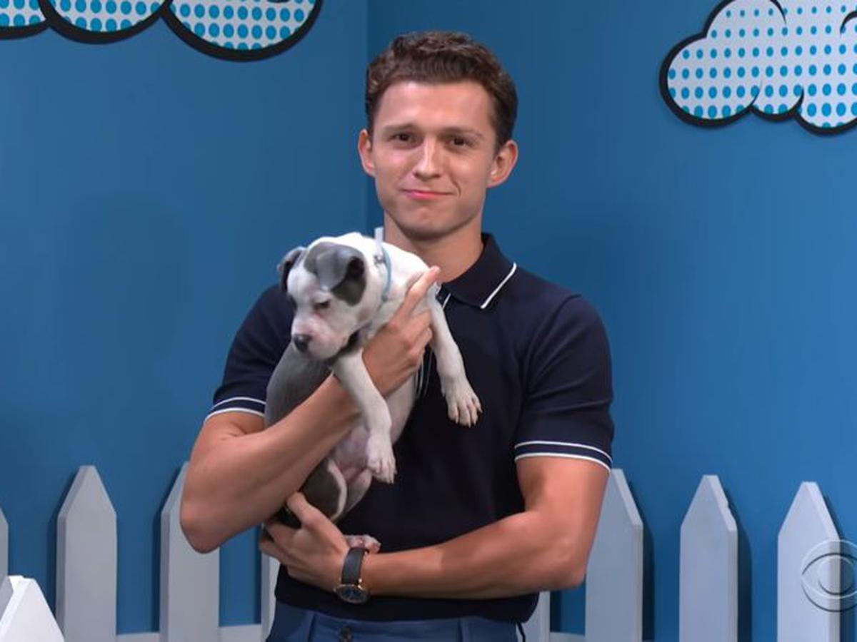 Spider-Man: Far From Home": Tom Holland ayuda en adopción de perros | VIDEO  | TVMAS | EL COMERCIO PERÚ