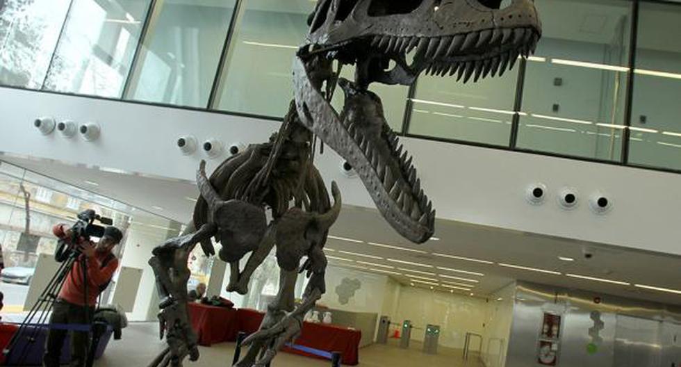 La evolución de los grandes dinosaurios favoreció la aparición de estructuras ornamentales en el cráneo que servían como señales de "comunicación visual". (Foto: EFE)