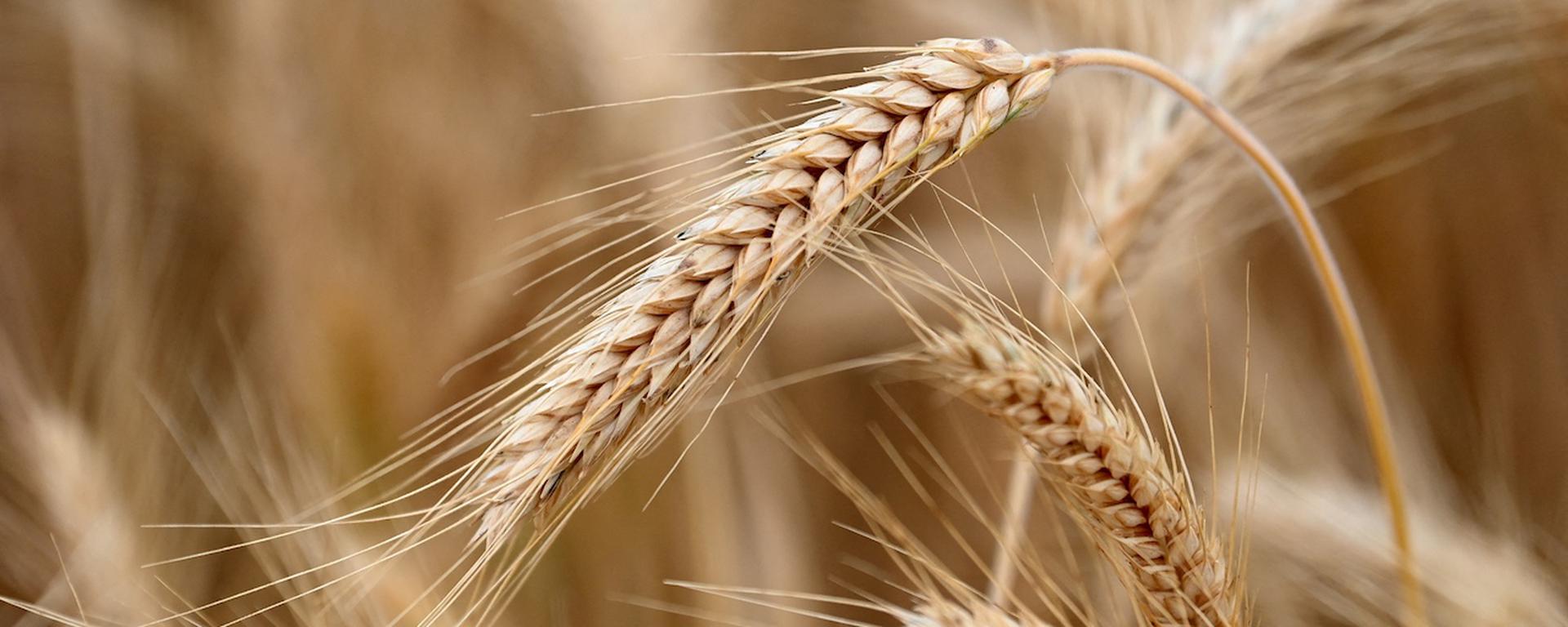 Hambruna global: ¿Qué países producen y consumen más cereales en el mundo?