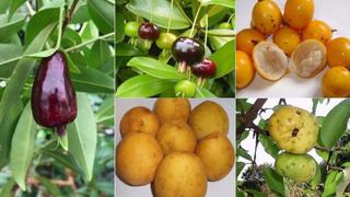 Las desconocidas frutas que serían los 'superalimentos' del futuro