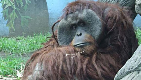 Orangután arranca dedo a mujer en el zoológico de México