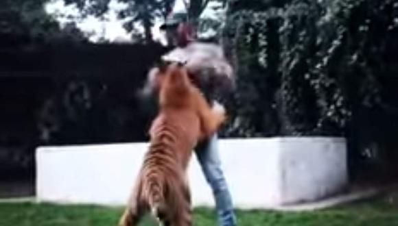 Hamilton no esperaba que este tigre lo recibiera así [VIDEO]