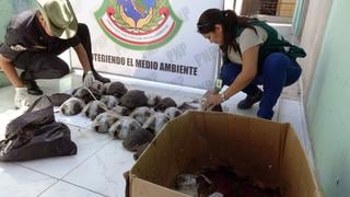 Puno es la principal ruta de tráfico de fauna silvestre hacia Bolivia