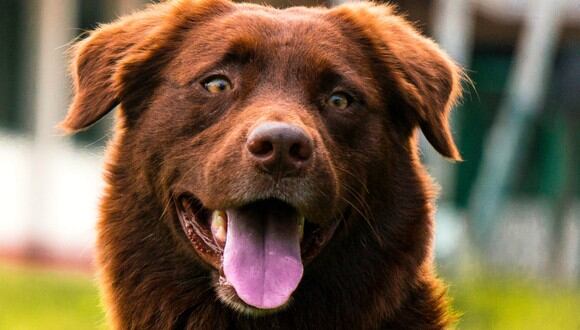 Hay síntomas para prevenir el golpe de calor y trucos sencillos para proteger al animal. (Pexels)