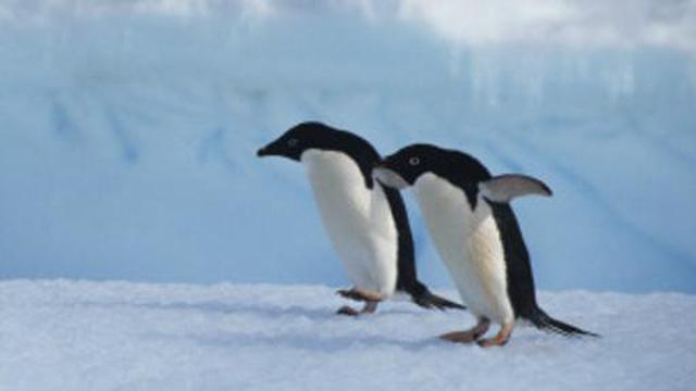 ¿Por qué los pingüinos caminan como patos? - 2