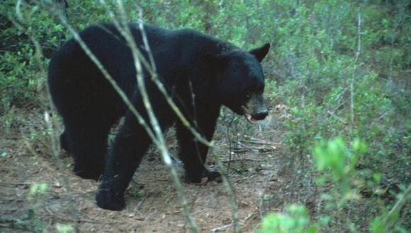 Estados Unidos: Más de 200 osos fueron cazados en un día