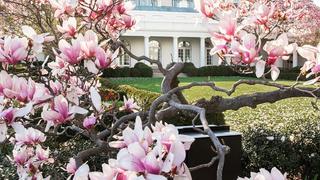 ¿Por qué van a cortar la famosa magnolia de la Casa Blanca?