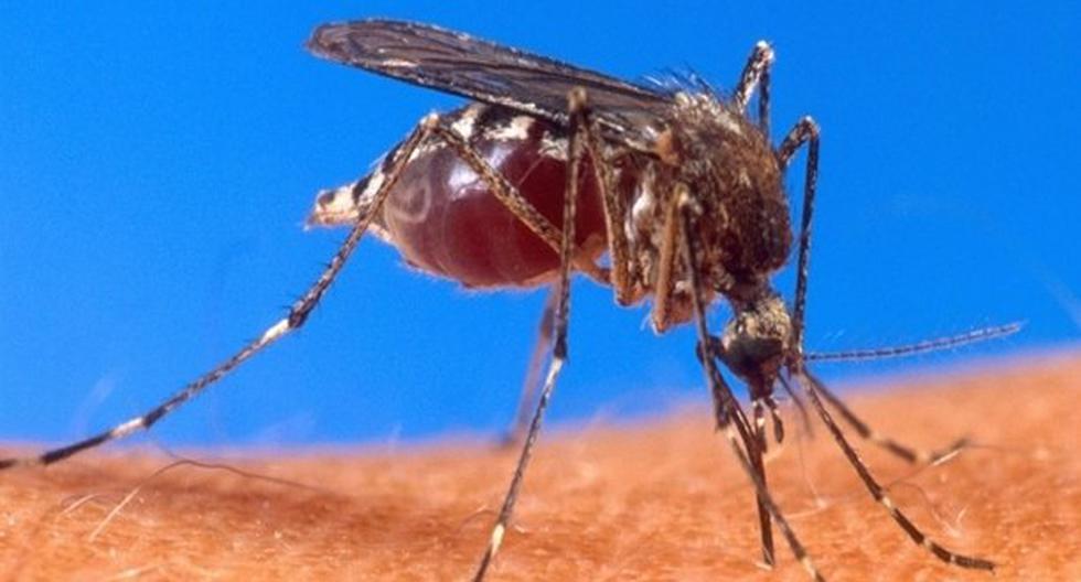 El zancudo es el principal transmisor del dengue y la Chikunguña. (Foto: eldiariony.com)
