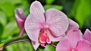 Una joven escapa a su secuestrador tras elogiar sus orquídeas