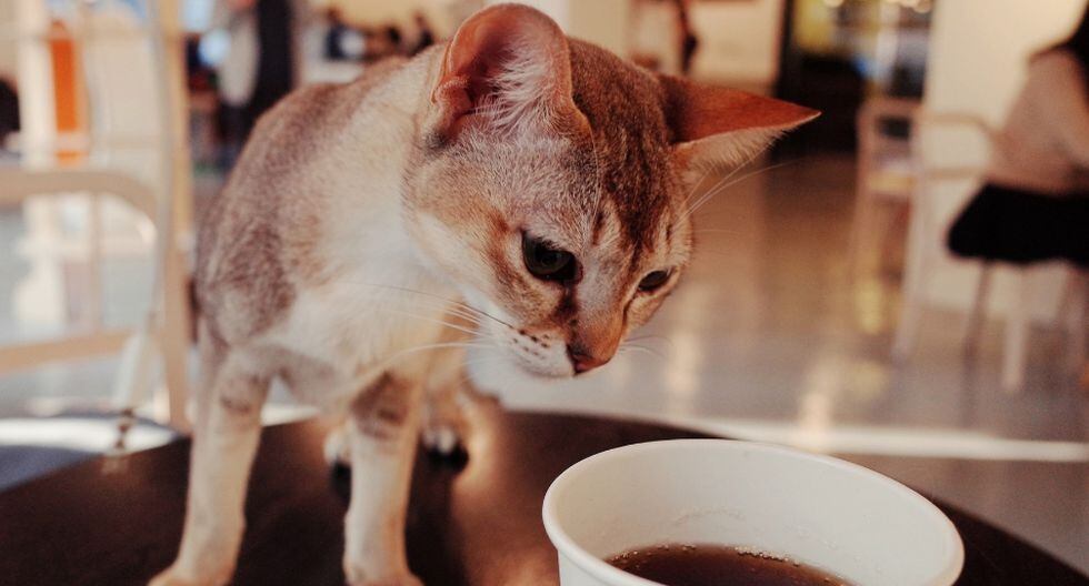 Historias Pekín cambia el café con leche por el café con