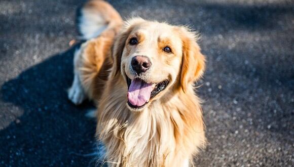 El can de raza golden retriever ayuda a transportar las bolsas de compras desde un auto hasta el interior de una casa. (Foto referencial: Pixabay)