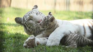 Tigres blancos de Huachipa crecen saludablemente