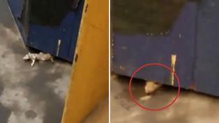 Increíble avistamiento de una rata gigante en el subterráneo de Nueva York