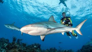 Asombrosos lugares donde los más avezados nadan con tiburones