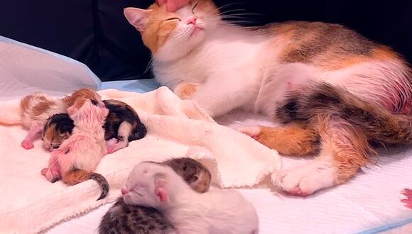 En este video de YouTube, una mujer nos mostró el preciso momento en el que una gatita da a luz a sus crías. (Foto: Yt)