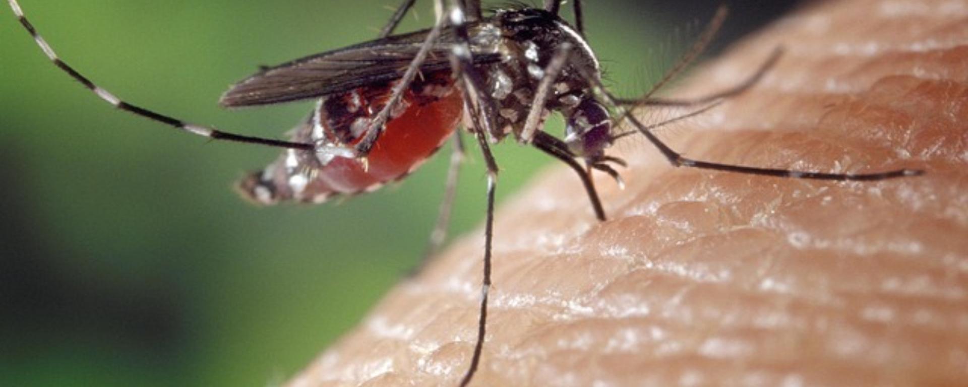 Dengue en Lima Metropolitana: así avanzó la enfermedad semana a semana hasta llegar a picos históricos