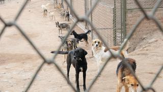 ¿Quieres ayudar a los perros sin hogar? WUF te enseña cómo