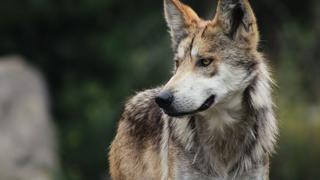 Los colonizadores europeos desaparecieron la población canina americana