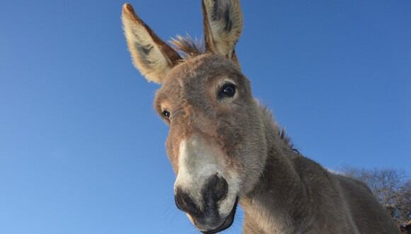 El video del burro jugando alegremente con su juguete nuevo desató numerosas reacciones en las redes sociales. (Foto: Pixabay/Referencial)