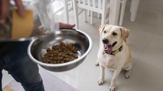 Consultorio WUF: ¿Con qué frecuencia debes lavar los platos de tu perro?