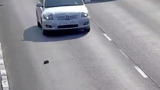 Gatito se salva de morir al caer en transitada autopista