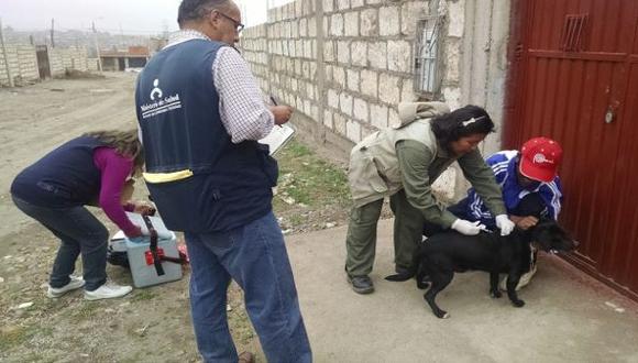 Rabia canina en Arequipa: ¿Cómo se enfrenta el problema?