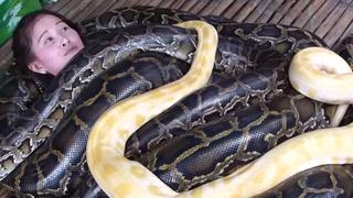 Filipinas: Un zoológico ofrece masajes con 4 enormes serpientes