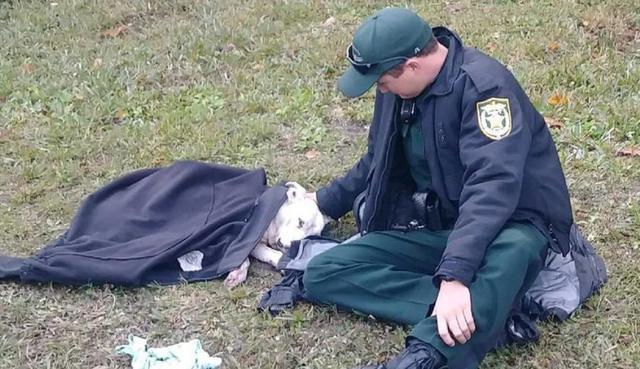 Un oficial de policía confortó a una mascota herida en accidente y desató una ola de ternura en redes sociales. (Fotos: Osceola County Sheriff's Office en Facebook)