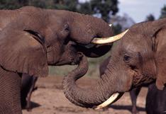 Zimbabue: mueren 22 elefantes envenenados por cazadores furtivos