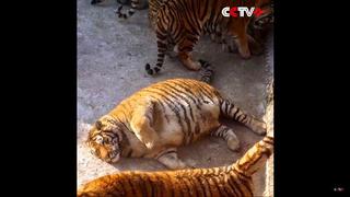 China: Imágenes de tigres obesos causan risa y preocupación