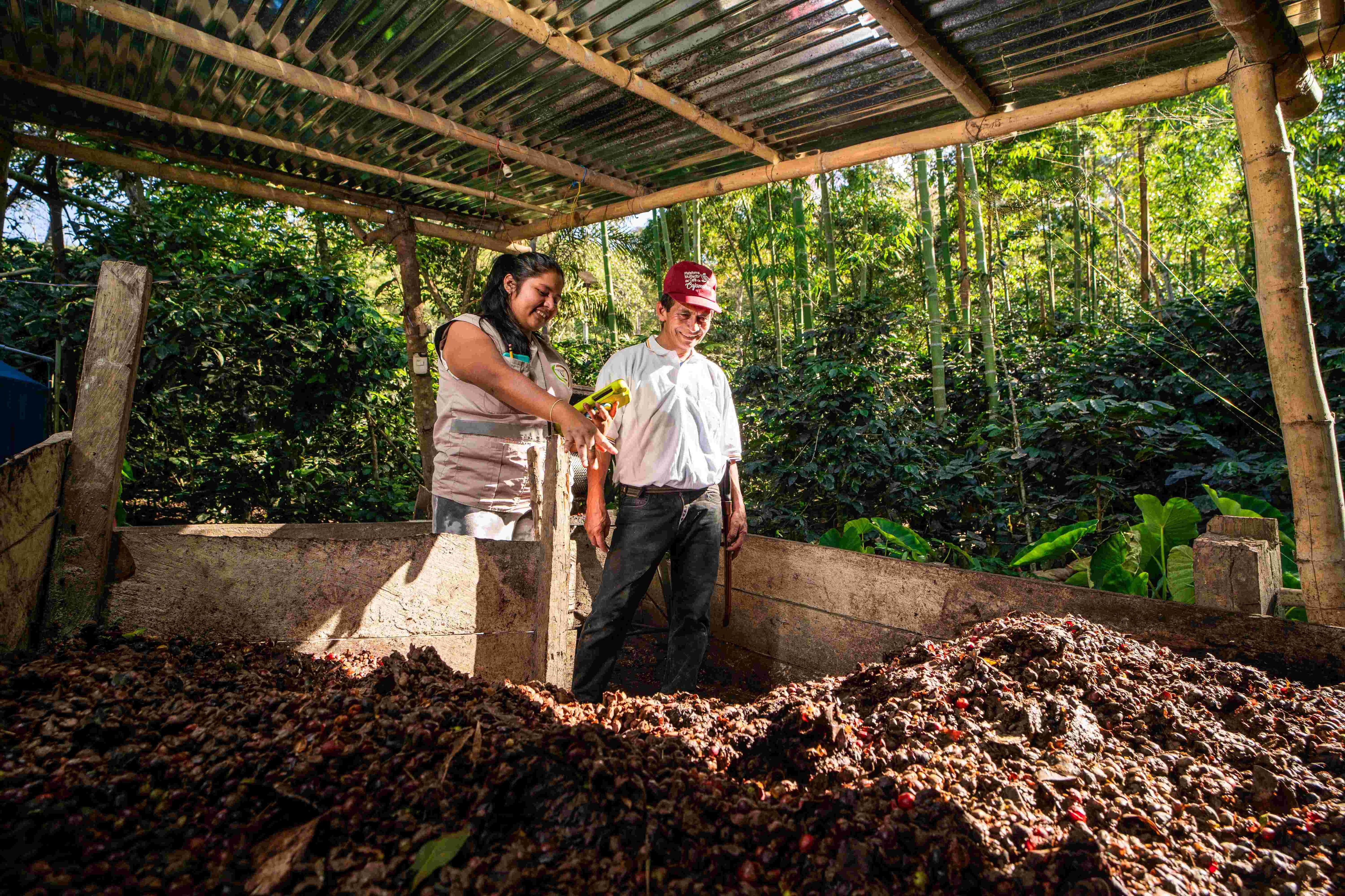 Se usa la pulpa de café en la producción de abono orgánico para evitar su descomposición en el medio ambiente. (Foto: Rikolto / PMACC)