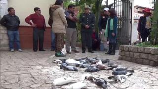 Huancayo: masiva muerte de palomas en inmediaciones de catedral