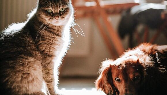 Los perros y gatos con diabetes necesitan mucho más control veterinario. (Foto: Marián Šicko / Pexels)