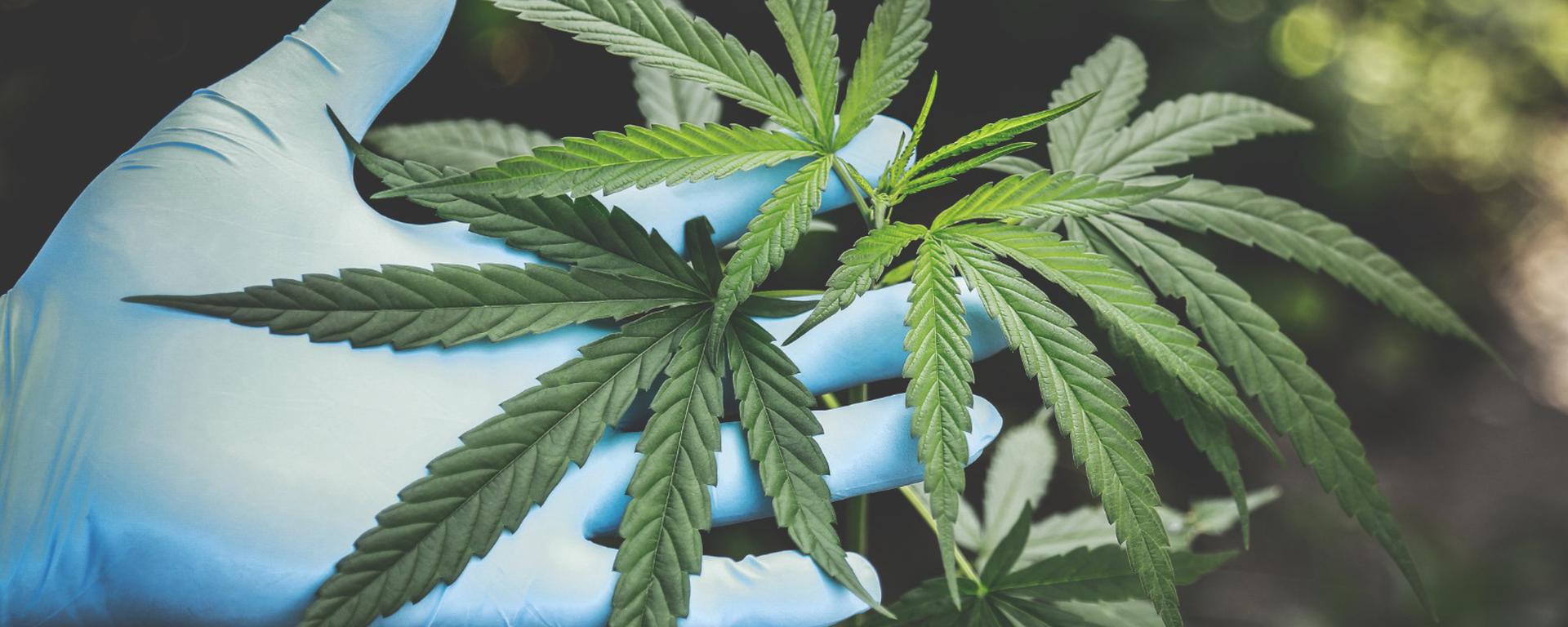 Del aceite medicinal a los textiles de cannabis: los planes del holding que busca industrializar este cultivo en el país