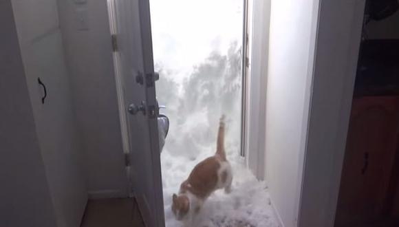YouTube: gato gana batalla contra la nieve por cruzar puerta