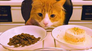 ¿Un gato prefiere croquetas o comida preparada por su amo?