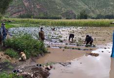 Cusco: fuertes lluvias causaron desborde del río Vilcanota inundando varias hectáreas de cultivos