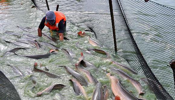 "[Se destacó] el mayor desembarque de pota, langostinos, jurel, lisa, concha de abanico, entre otras especies”. (Foto: GEC)