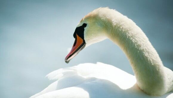 El caso del cisne ha causado impacto entre los animalistas. (Foto referencial - Pexels)