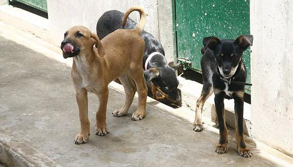 Arequipa: alcalde anuncia matanza de perros callejeros