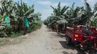 "Mal de Panamá": ¿Cuán expuesta está la producción de banano orgánico del Perú?