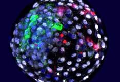 Científicos crean en China “embriones quimera” con células humanas y de mono